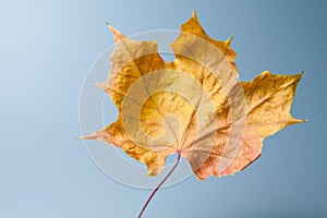 Dry maple leaf