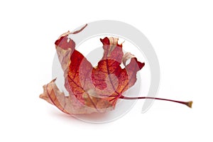 Dry maple leaf photo