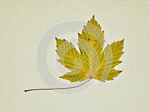 Autumn leaves isolated on a canvas photo