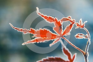 Dry maple leaf covered with hoar frost against blue sky