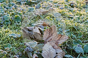 Dry maple leaf on a frost covered grass and moss