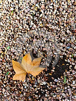 dry maple leaf on the ground photo