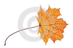 Dry maple leaf on white