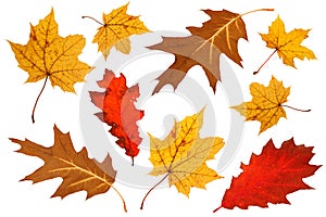 Dry maple leaf on white