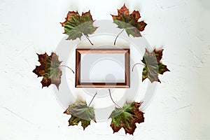 Dry maple leaves and framework on white, top view