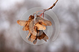 Dry maple seeds helicopter