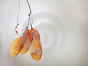 Dry maple seeds on a tree branch in a winter season
