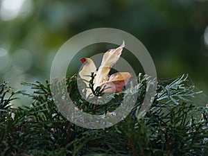dry mapple leaf isolated on green grass