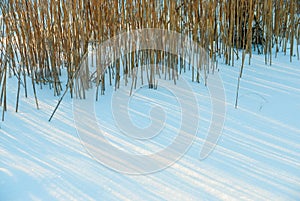 Dry marsh grass in snow drifts photo