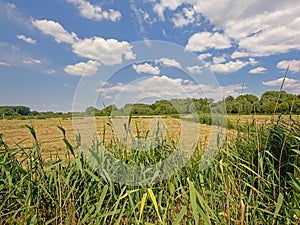 Dry meadow with reed and trees in Bourgoyen nature reserve