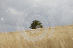 dry meadow with single tree in the background