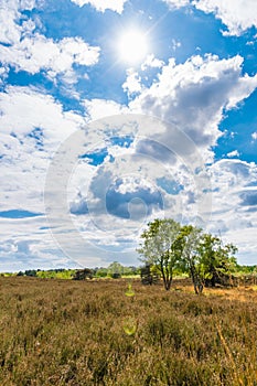 Dry meadow in summer arid landscape blue sky lens flare