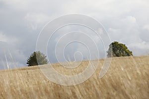 dry meadow with two trees in the background