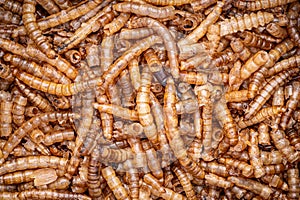 dry mealworm, for bird food