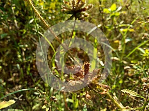 Dry mimosa pudica seed , also called sensitive plant, sleepy plant, action plant, touch-me-not, shameplant.