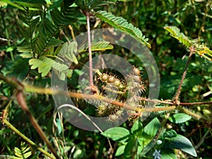 Dry mimosa pudica seed , also called sensitive plant, sleepy plant, action plant, touch-me-not, shameplant.