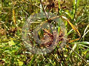 Dry mimosa pudica seed , also called sensitive plant, sleepy plant, action plant, touch-me-not, shameplant.