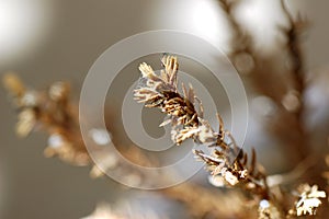 Dry Mini Fir Tree Macro