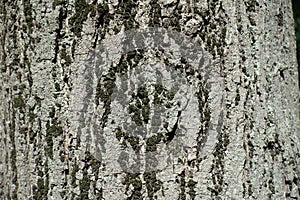 Dry moss on bark of linden tree