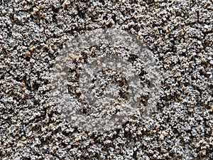 Dry moss texture on the cement wall