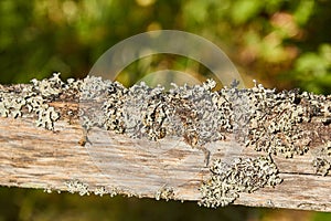 Dry moss on a tree branch against a blue sky in the sun