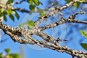 Dry moss on a tree branch against a blue sky in the sun