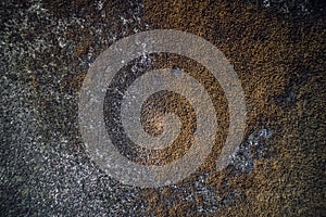 Dry moss on a wall