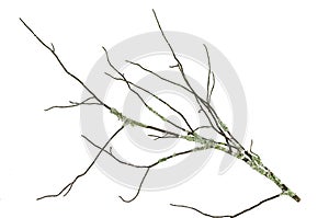 Dry mossy branch of fir tree isolated on white background.