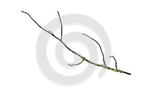 Dry mossy branch of fir tree isolated on white background.