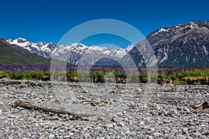 Dry Mountain Riverbed with a field of Lupins