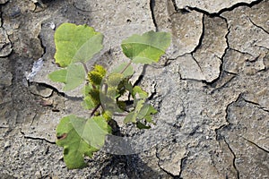 Dry mud background and texture