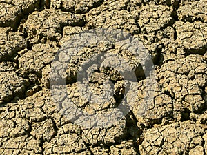 Dry mud cracked from drought