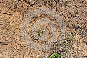 Dry mud cracked ground texture. Drought season background. Dry and cracked land, dry due to lack of rain. Effects of climate