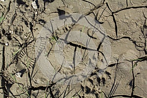 Dry Mud pattern