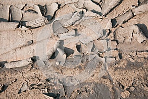 Dry mud pattern in mangrove forest
