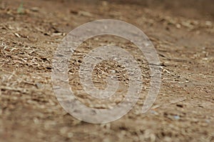 Dry Mud Texture in the Fields
