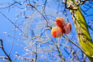 Dry mummified fruits on a tree branch in the sunny spring day