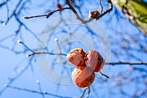 Dry mummified fruits on a tree branch in the sunny spring day photo