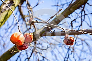 Dry mummified fruits on a tree branch in the sunny spring day photo