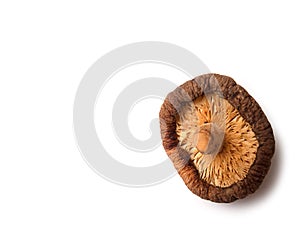 Dry Mushrooms isolated on white background.with free space for