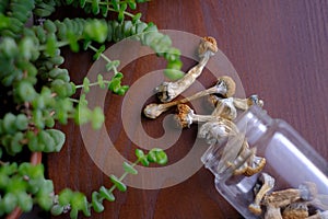 Dry mushrooms Psilocybe Cubensis are scattered from a glass jar on a wooden board next to house plant