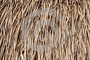 Dry Nypa palm Leaf