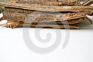 Dry oak bark on a white background. Quercus cortex. Quercus robur