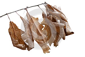 dry oak branch with leaves on white isolated background