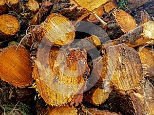 Dry oak firewood stacked in a pile, not chopped whole wood for winter heating fireplace. Natural wood background