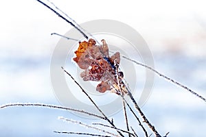 A dry oak leaf covered with frost on a tree branch against the background of snow