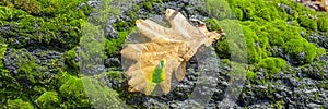 Dry oak leaf lying on tree. Panoramic picture