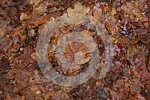 A dry oak leaf on the road