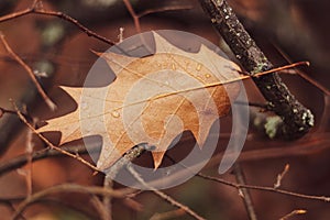 Dry oak leaf stuck in branches in early December.