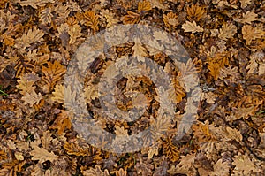 Dry oak leaves background